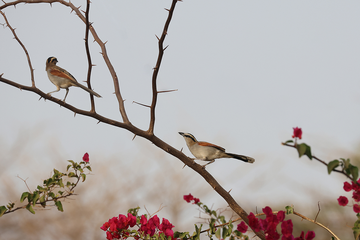 Black-Crowned Tchagra
